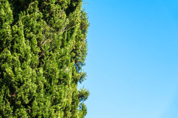istock Branches of Cupressus tree on blue sky background 1308354959