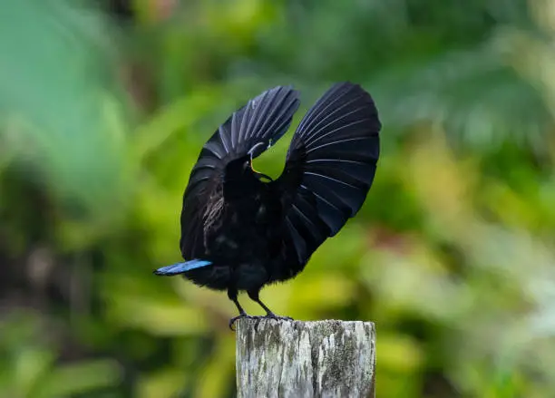 Victoria's Riflebird (Lophorina Victoria) displaying on a post