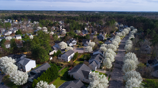 Bradford pears line neighborhood streets in the spring