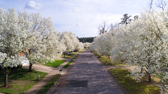 Bradford pears line neighborhood streets in the spring