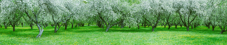 rows of beautiful blossoming apple trees on a green lawn in spring garden. wide panoramic view