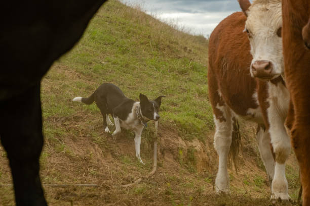 chiens de travail déplaçant le bétail - cattle dog photos et images de collection