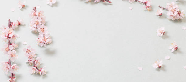 istock pink cherry flowers on  paper background 1308363591