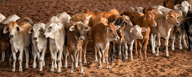 istock Calves In Rodeo Arena 1308365280