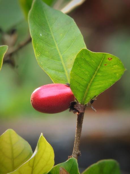 wunderfrucht - miracle food stock-fotos und bilder