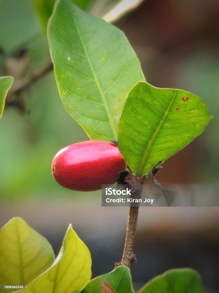 Miracle fruit Miracle fruit is magical fruit which sweetens everything after its consumption. Fruit Stock Photo
