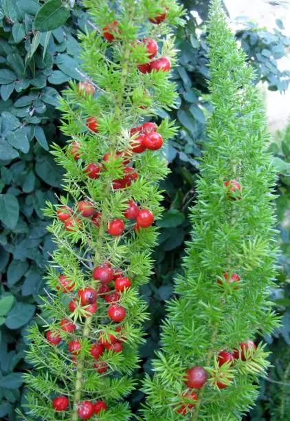 Bright red berries on prickly branches of foxtail fern or  Asparagus densiflorus.