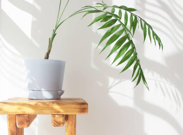 istock Indoor palm tree in a sunny room with a beautiful interior made from natural materials. decorative palm tree in a blue pot, hard shadows on the wall by the window in the morning in the room 1308365459