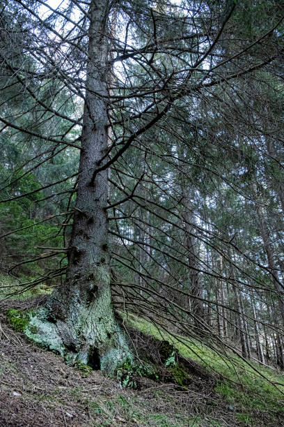 árvore conífera nas montanhas low tatras, eslováquia - 15830 - fotografias e filmes do acervo