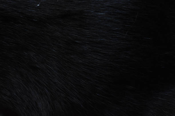 istock focus of cats hairs , cat fur texture 1308366988