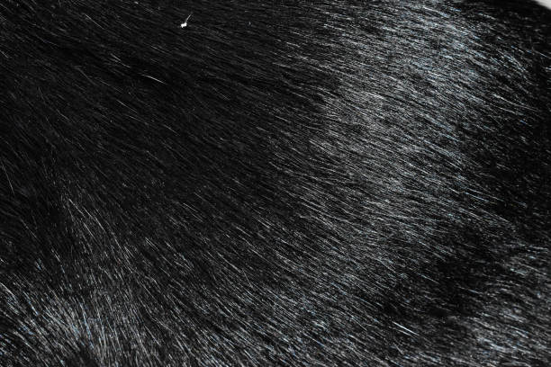 istock focus of cats hairs , cat fur texture 1308366996