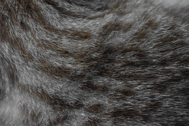 istock focus of cats hairs , cat fur texture 1308367006