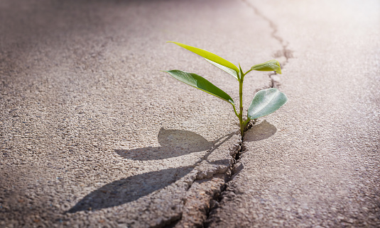 The green plant grows from a crack in the asphalt
