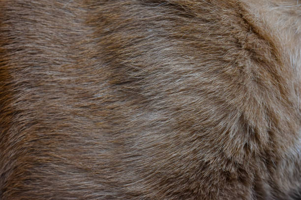 istock focus of cats hairs , cat fur texture 1308367016