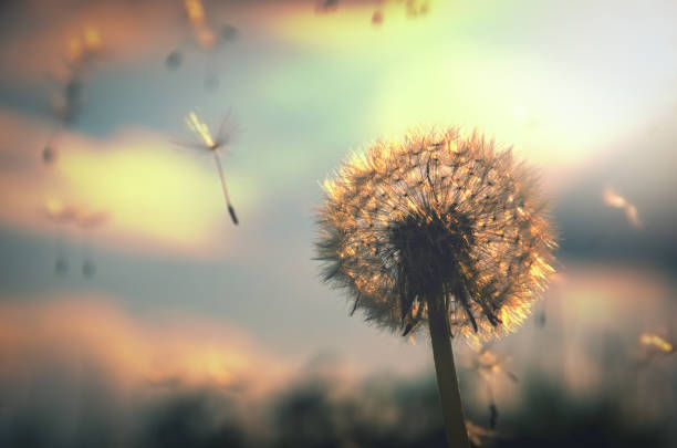 abstraktes foto von flauschigen löwenzahn wächst im feld auf einem hintergrund von bewölktem himmel. - dandelion freedom silhouette wind stock-fotos und bilder