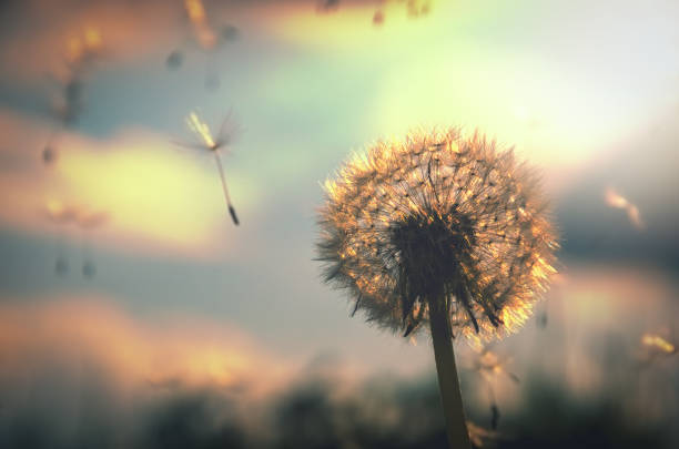 photo abstraite du pissenlit pelucheux se cultivant dans le domaine sur un fond de ciel nuageux. - dandelion freedom silhouette wind photos et images de collection