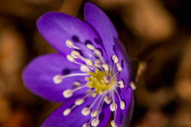 istock Hepatica flowers in the forest, close up 1308367854