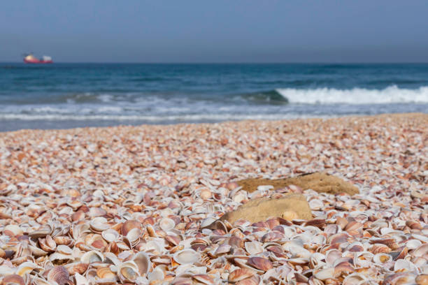 istock The surface of the Mediterranean beach is covered with seashells. 1308367965