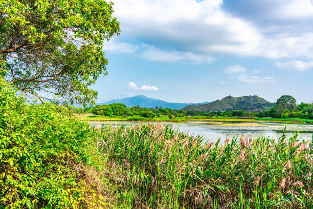 istock Beautiful landscape view in the wetland 1308368075