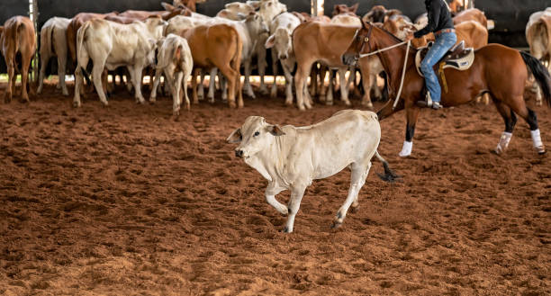 ロデオカッティングコンペティション - horse cutting competition ストックフォトと画像