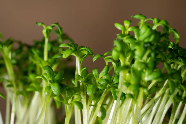 istock Fresh Microgreen Watercress in Drops of Water 1308369213
