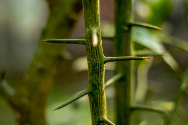 part of the euphorbia thorn tree trunk