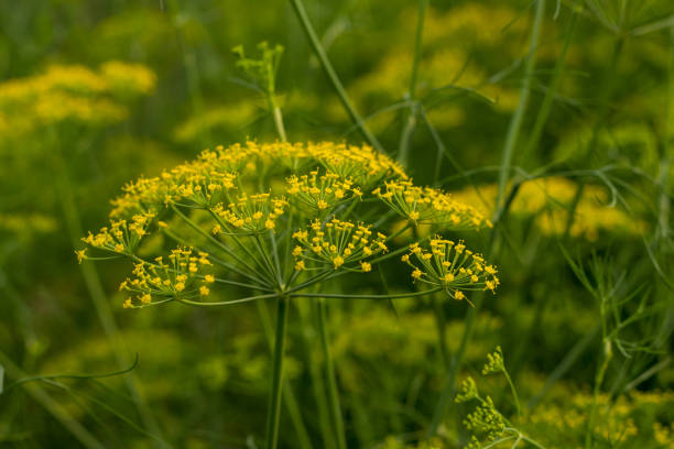 istock Food source for humans and medicinal properties Anethum graveolens 1308370327