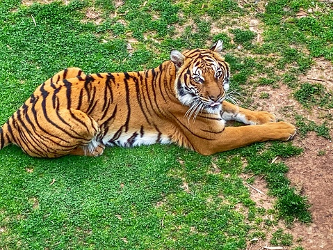 The Malayan tiger is a tiger from a specific population of the Panthera tigris tigris subspecies that is native to Peninsular Malaysia. This population inhabits the southern and central parts of the Malay Peninsula and has been classified as critically endangered.