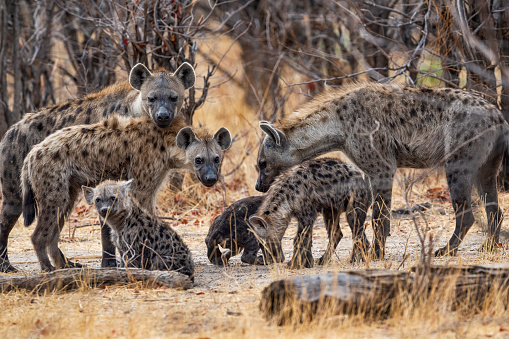 Pack of Spotted Hyenas (Crocuta crocuta) with several young animals. Moremi National Park, Okavango delta, Botswana, Africa.