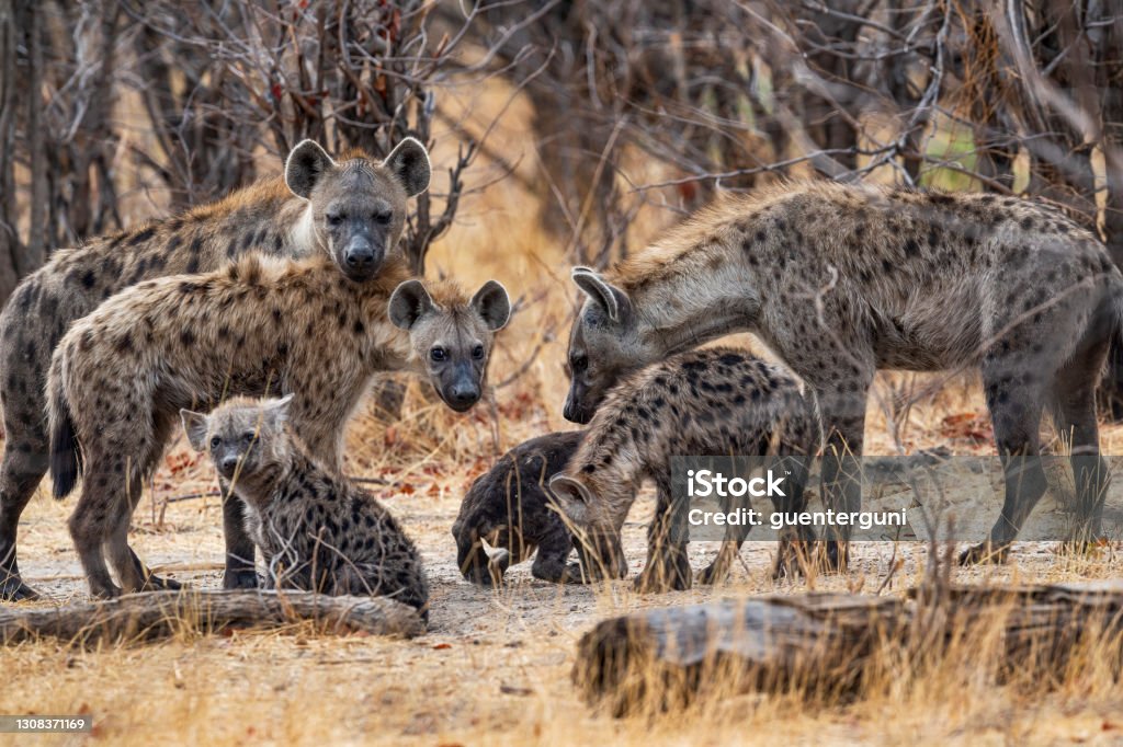 Pack of Spotted Hyenas (Crocuta crocuta) in Okavango, Botswana, Africa Pack of Spotted Hyenas (Crocuta crocuta) with several young animals. Moremi National Park, Okavango delta, Botswana, Africa. Hyena Stock Photo