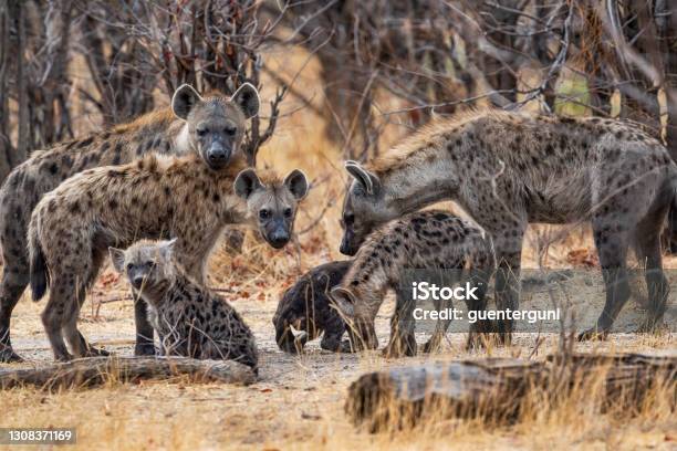 Pack Of Spotted Hyenas In Okavango Botswana Africa Stock Photo - Download Image Now