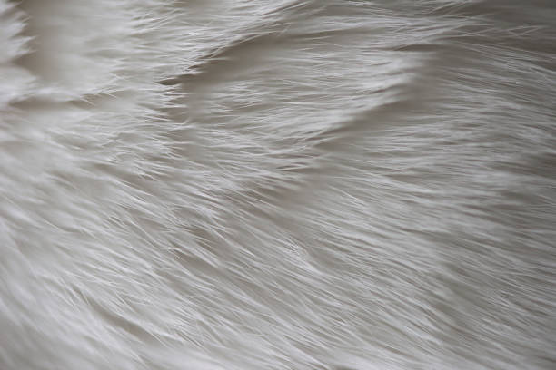 Extreme close-up of white cat fur texture background.