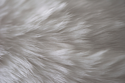 Extreme close-up of white cat fur texture background.