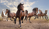 herd of fast bay horses