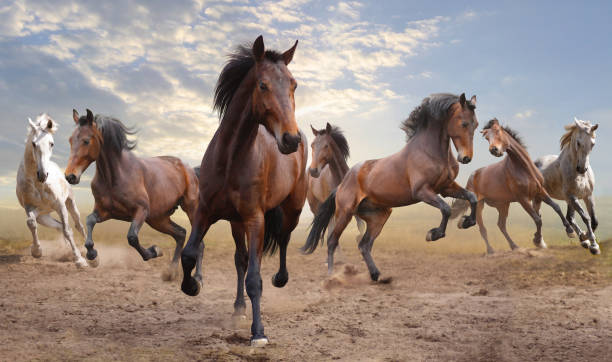 herd of fast bay horses Wild jump bay Seven horses in the wilderness gallop animal gait stock pictures, royalty-free photos & images