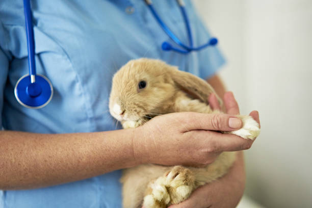 istock Pet Rabbit Receiving Annual Check-Up 1308372271