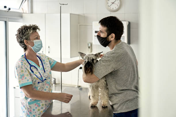 istock Schnauzer Getting Annual Check-Up in Time of COVID-19 1308372292