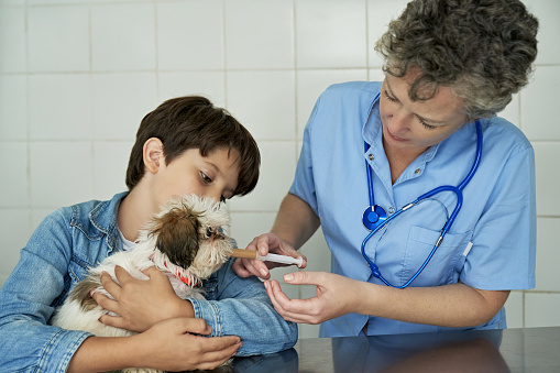 Partial view of Shih Tzu in arms of its young owner and female veterinarian administering medication by oral syringe in animal hospital.