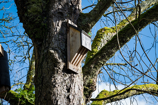 Wooden Bat house attached to a tree in Ireland