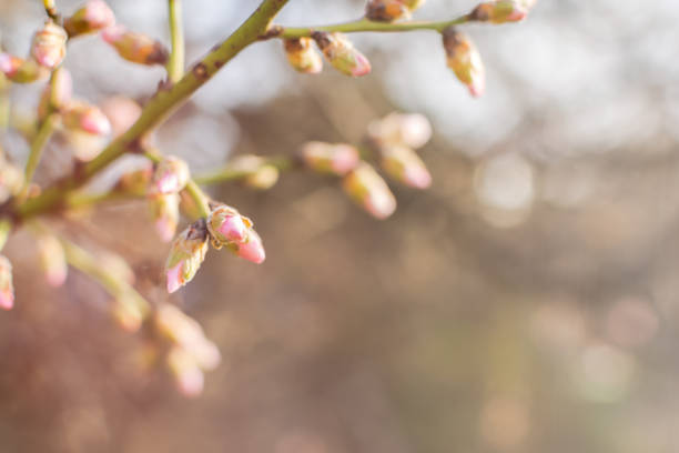 istock Almonds bloom in the spring garden. Beautiful pastel pink background. 1308374045