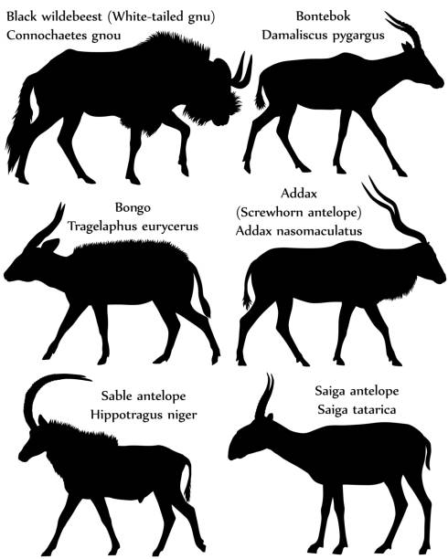 Antelopes silhouette Collection of different species of antelopes in silhouette: black wildebeest (white-tailed gnu), bontebok, bongo, addax (screwhorn antelope), sable antelope, saiga antelope antelope bongo stock illustrations