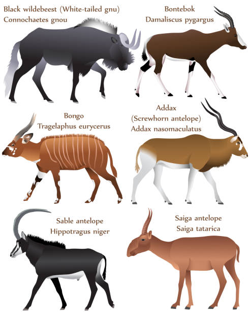 Antelopes colour Collection of different species of antelopes in colour image: black wildebeest (white-tailed gnu), bontebok, bongo, addax (screwhorn antelope), sable antelope, saiga antelope antelope bongo stock illustrations