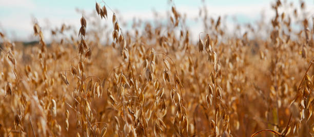 istock Oat cereal fields with blue sky on a sunny summer day before harvest. 1308376437