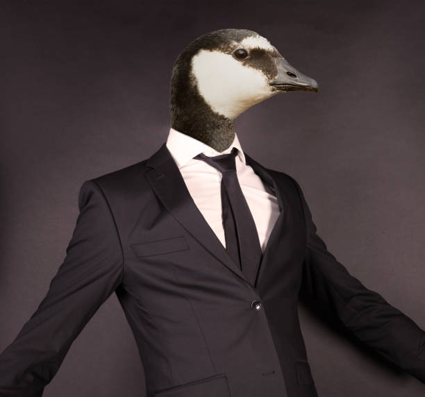 istock Barnacle goose head in a black suit, isolated on black 1308377855