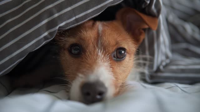 Pet under blanket in the bed