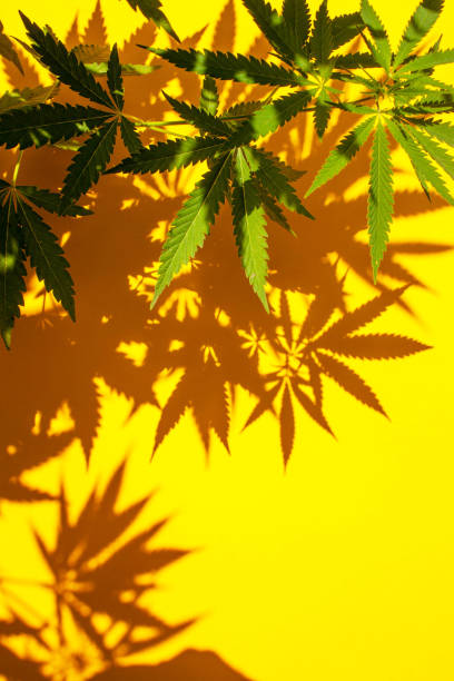 istock Hemp bush with contrasting shadows on a yellow background. Flat lay style 1308378509