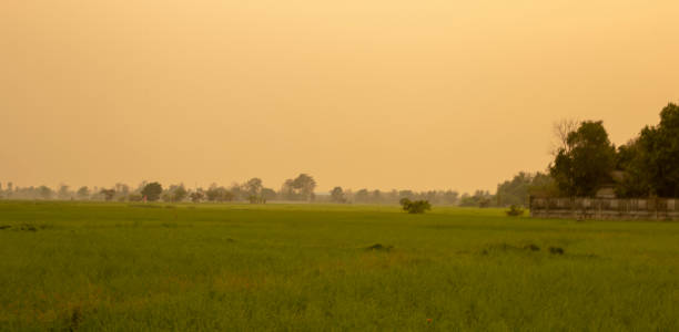 istock View of rice fields dusty PM 2.5 at sunset. 1308378512