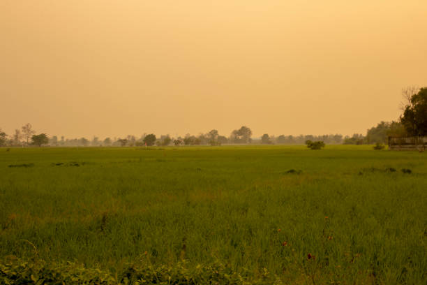 istock View of rice fields dusty PM 2.5 at sunset. 1308378516