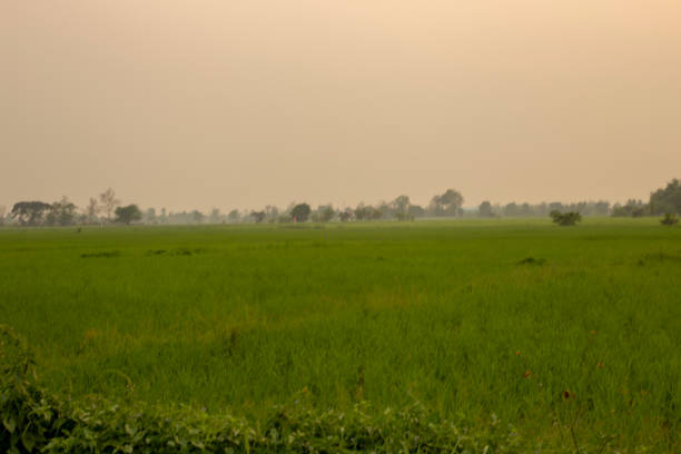 istock View of rice fields dusty PM 2.5 at sunset. 1308378539