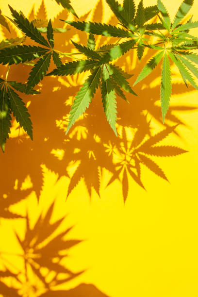 istock Cannabis bush with contrasting shadows on a yellow background 1308378542